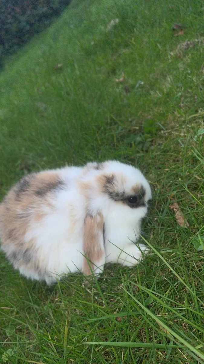 Rabbit - Image 3