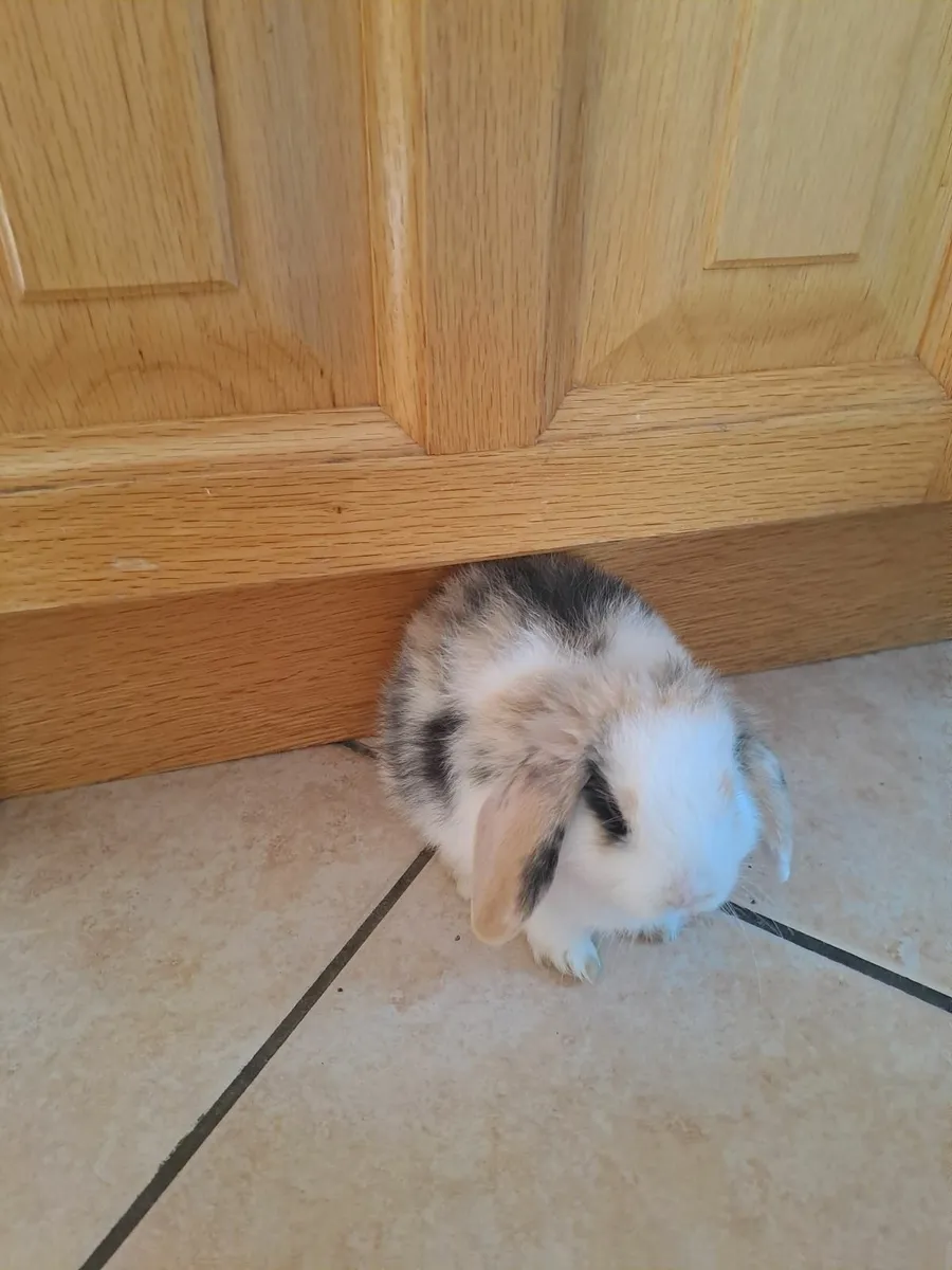 Rabbit - Image 4