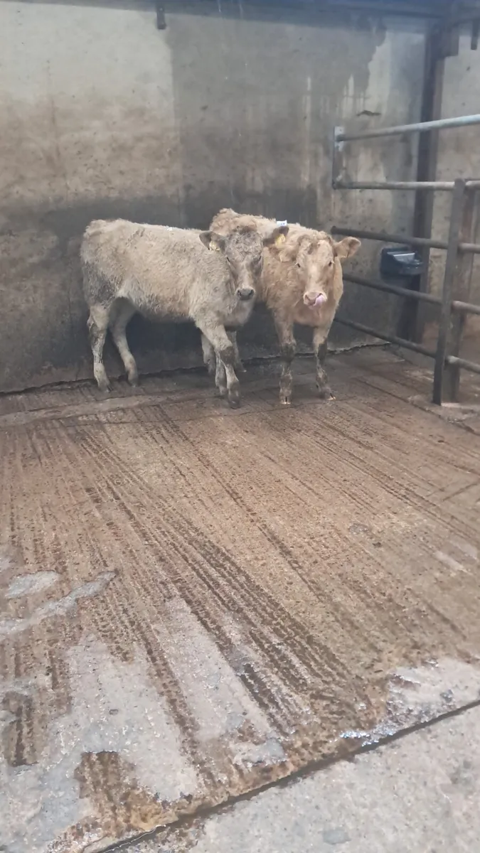 Limision heifers - Image 2