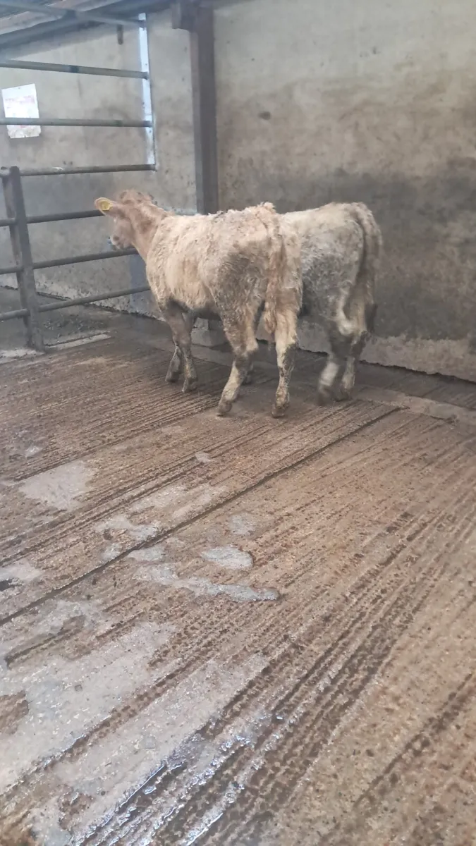 Limision heifers - Image 3