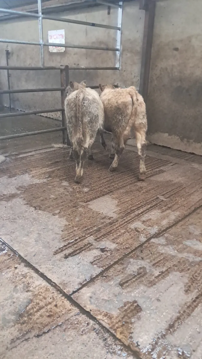 Limision heifers - Image 1