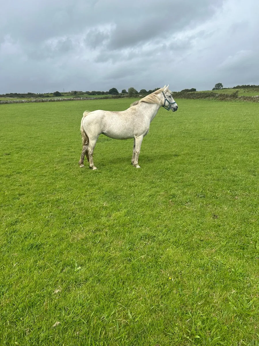 Connemara mare - Image 1