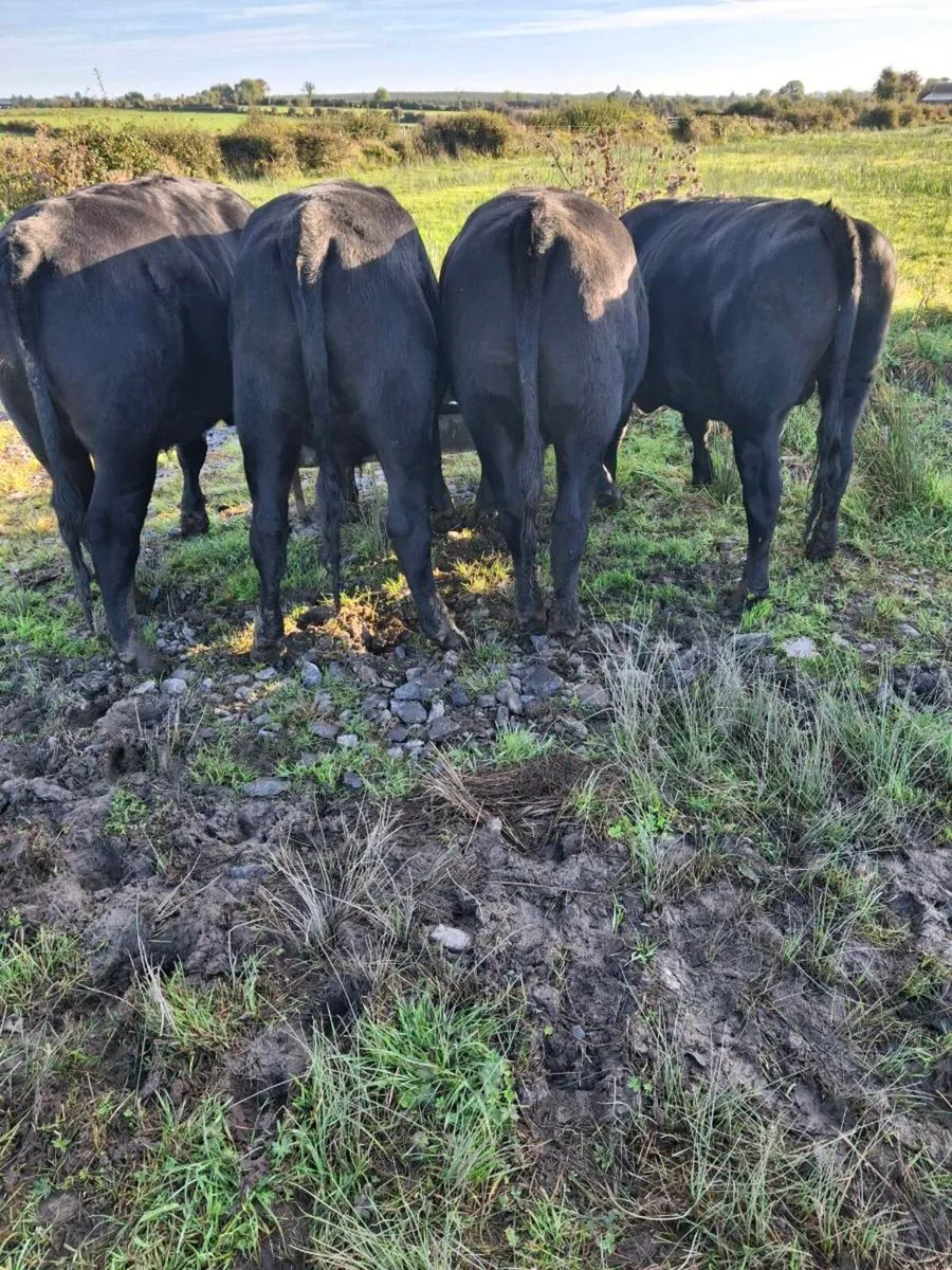 Beef Cattle - Image 1