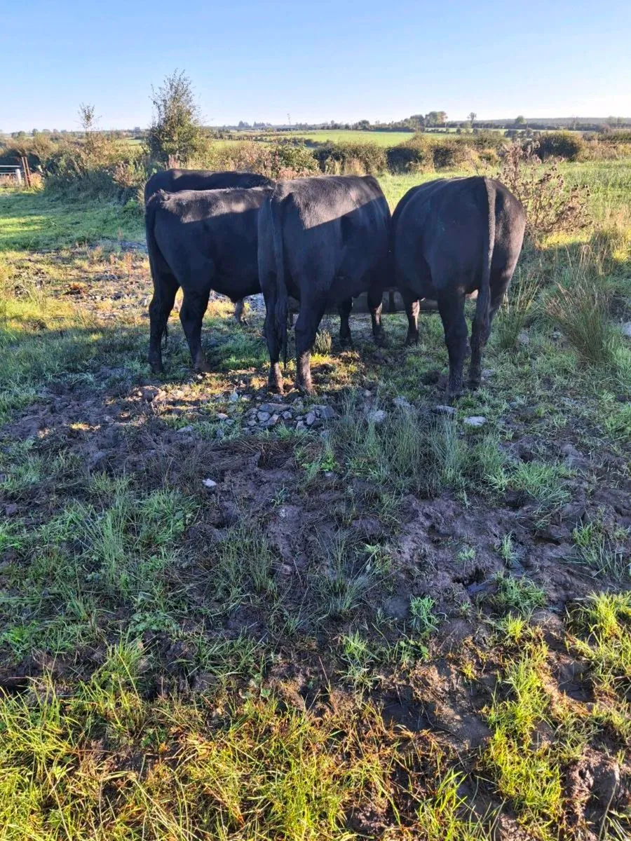 Beef Cattle - Image 2