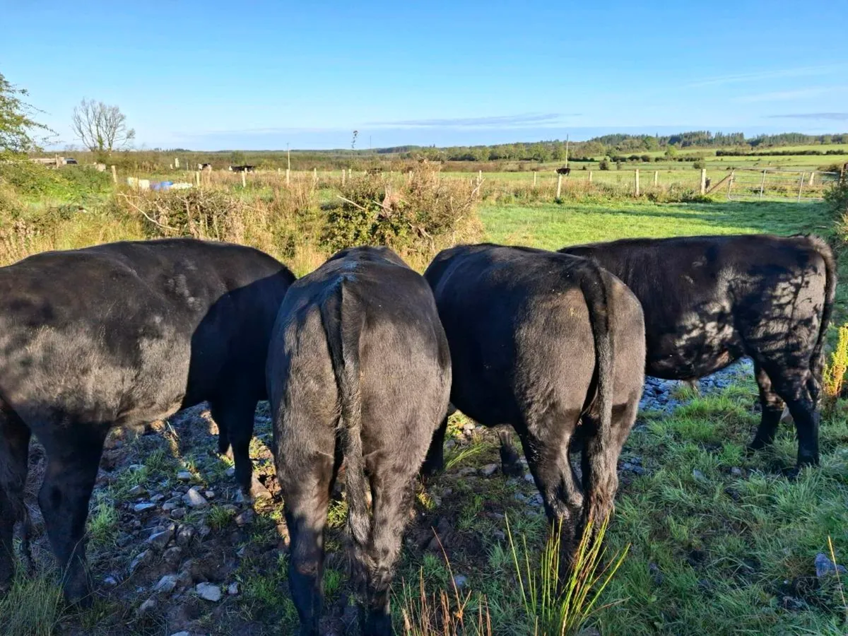 Beef Cattle - Image 3