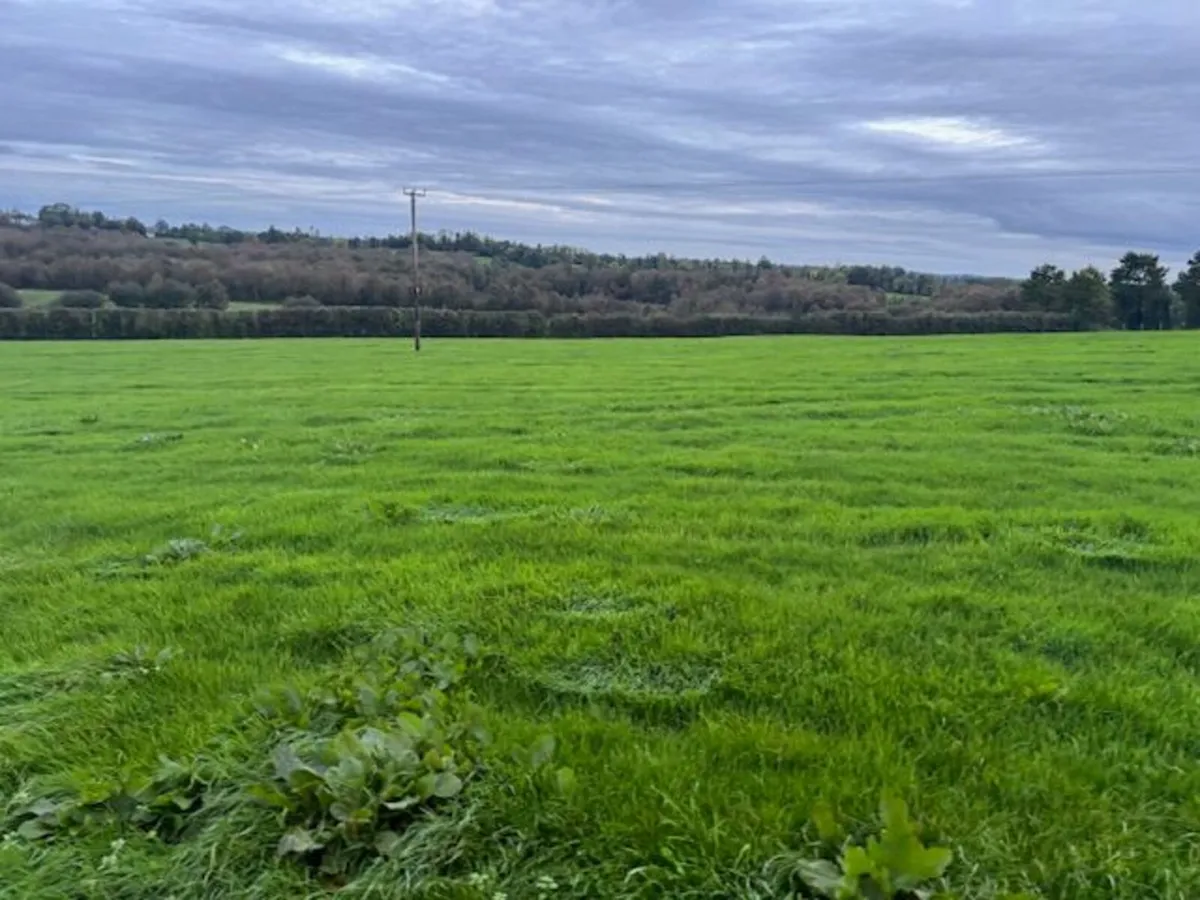 Grazing for sheep - Image 1
