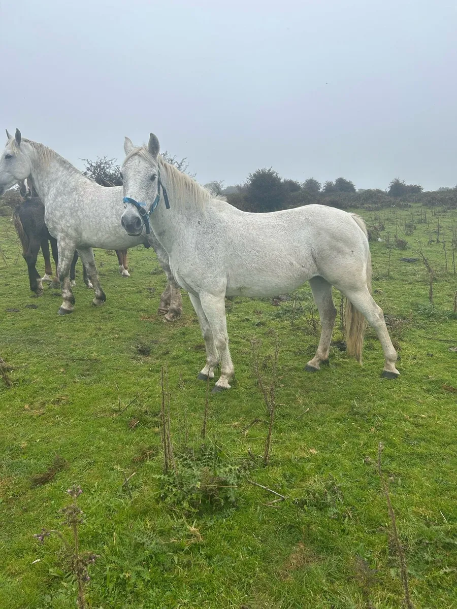 Connemara mare - Image 2