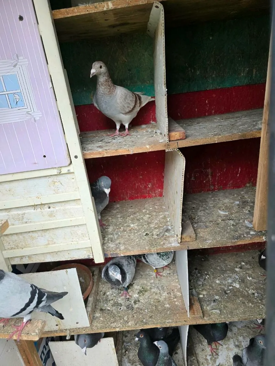 pigeon - Image 1