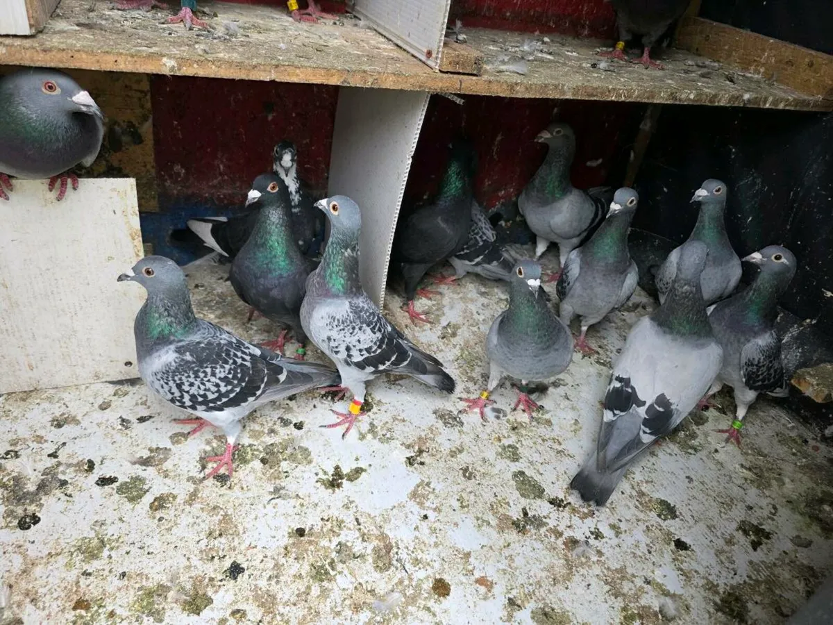 pigeon - Image 2