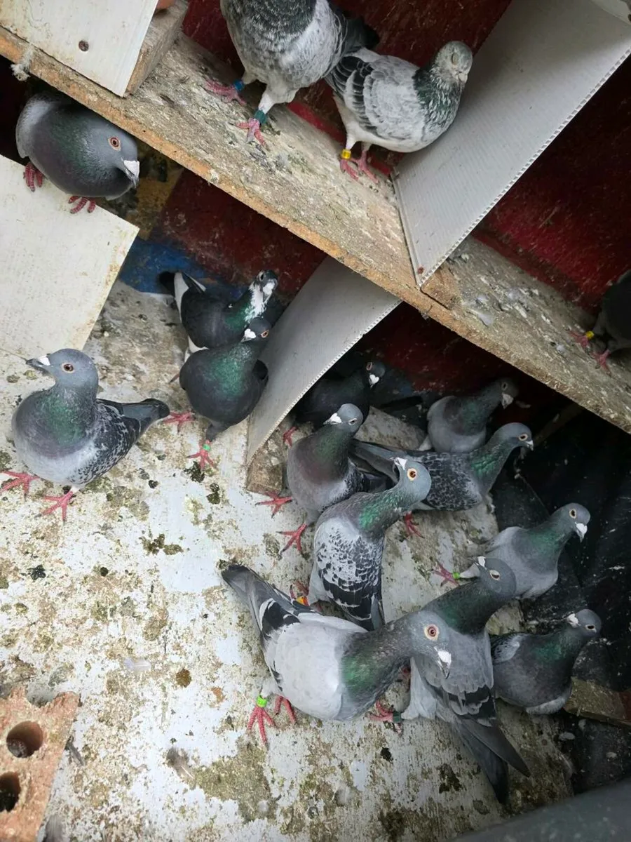 pigeon - Image 3