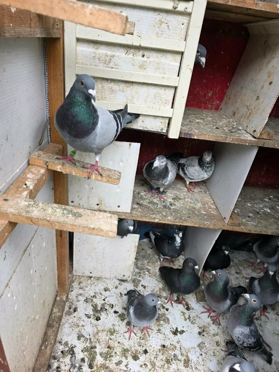 pigeon - Image 4