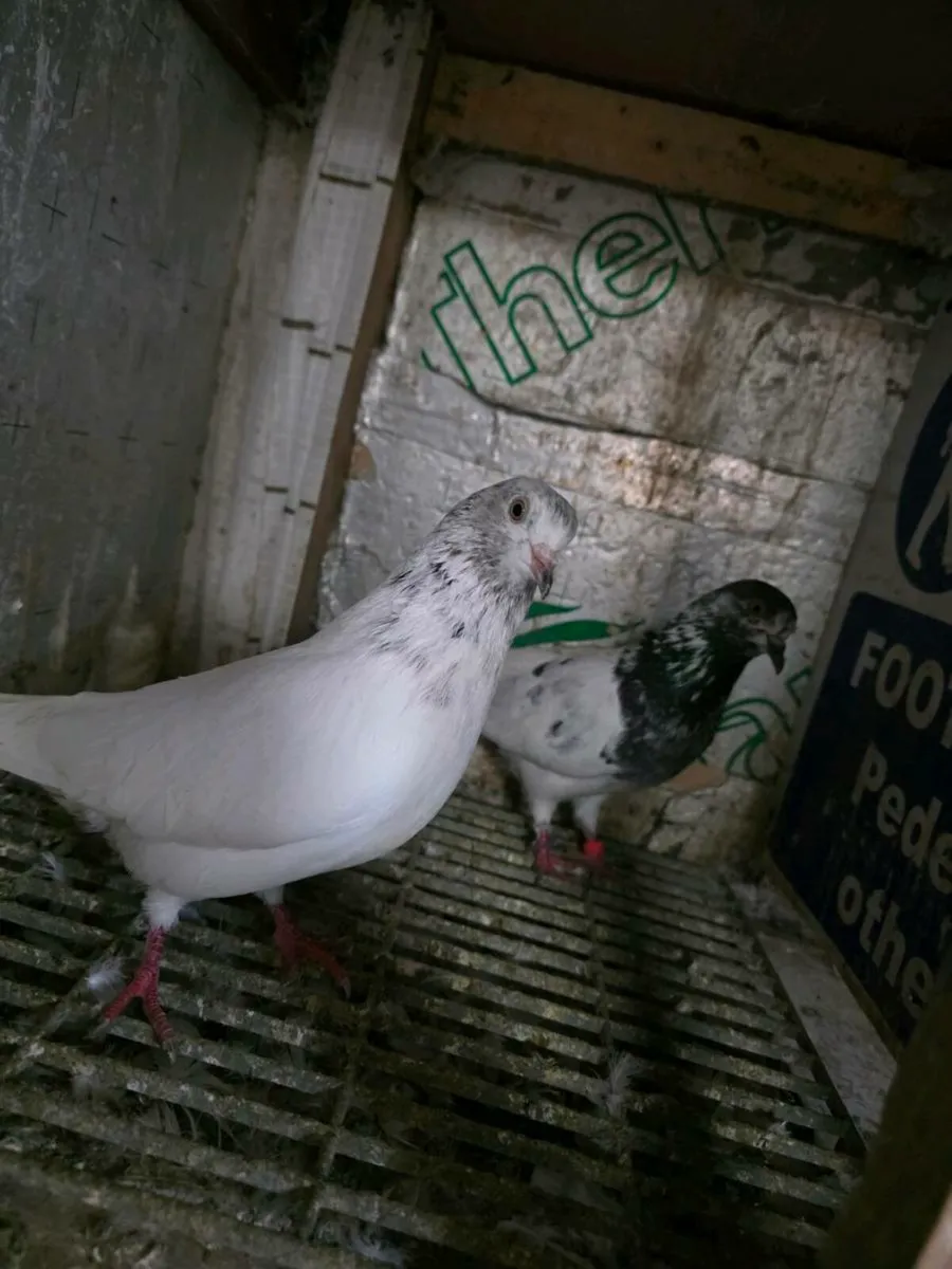 pigeon - Image 2