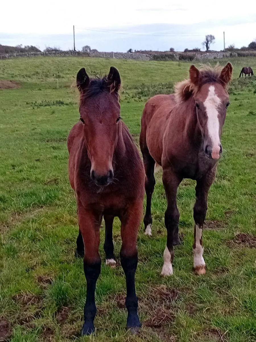 Irish Draughts going to Gort mart LOT 13 & 14 - Image 1