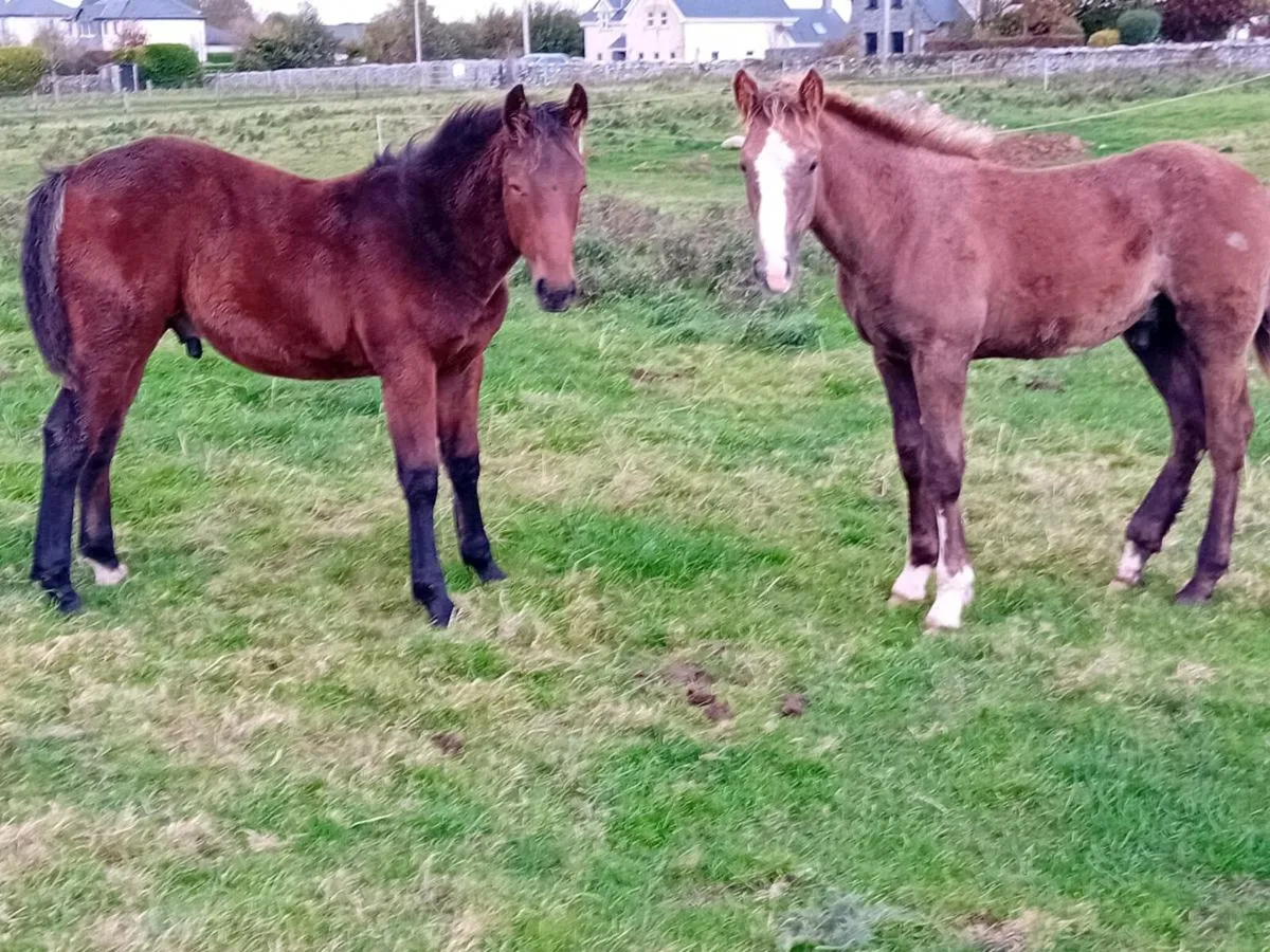 Irish Draughts going to Gort mart LOT 13 & 14 - Image 2