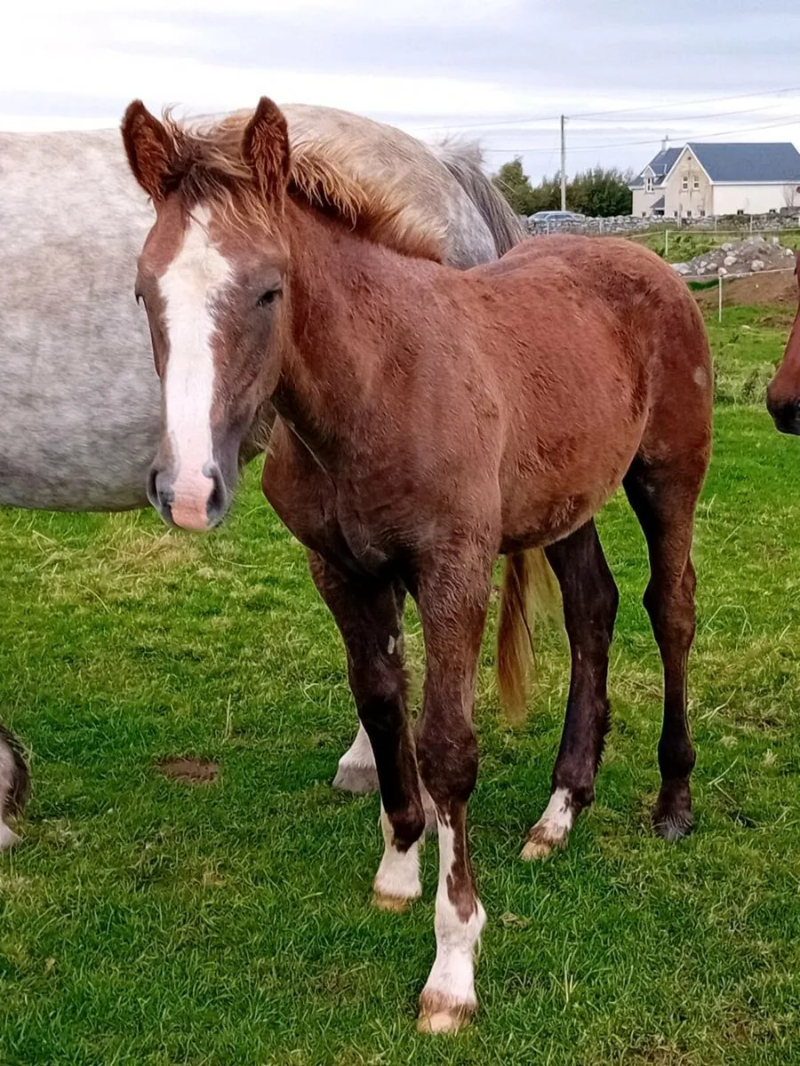 Irish Draughts going to Gort mart LOT 13 & 14 - Image 3