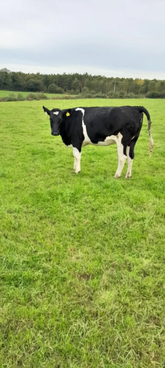 Fr incalf heifers - Image 1
