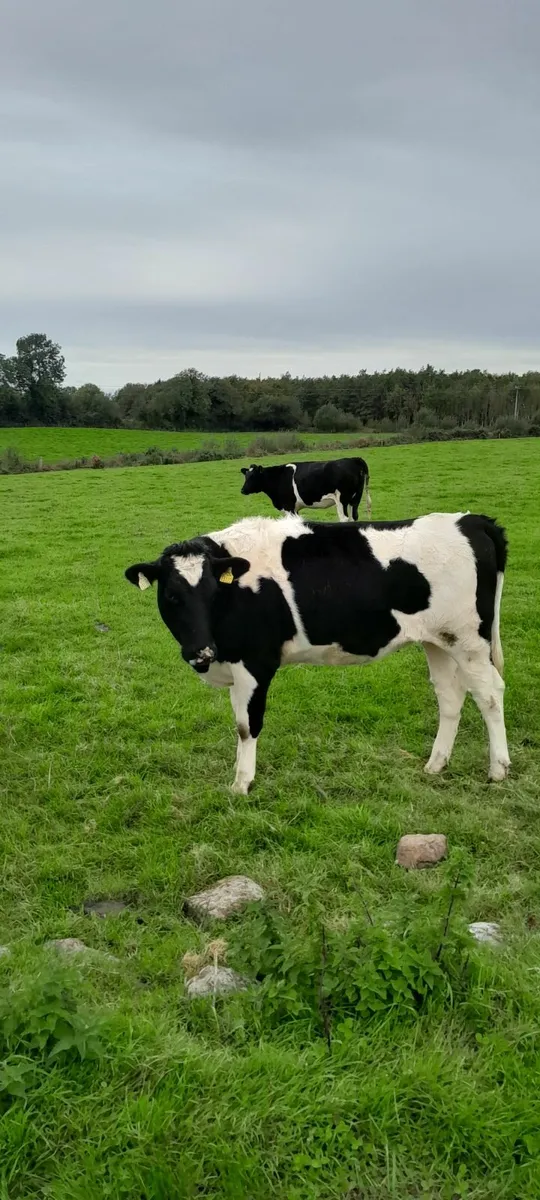 Fr incalf heifers - Image 2