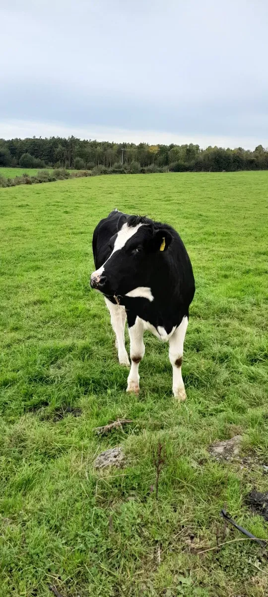 Fr incalf heifers - Image 3