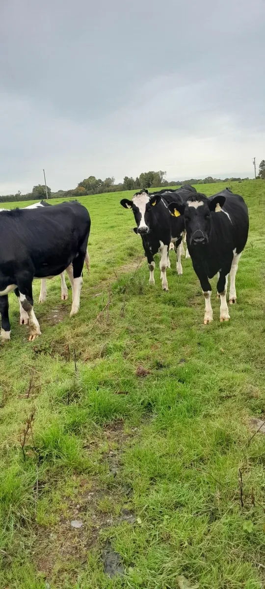 Fr incalf heifers - Image 4