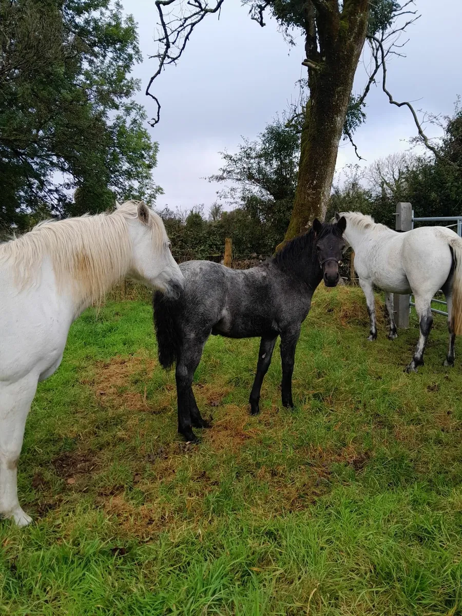 connamara foals for sale - Image 1