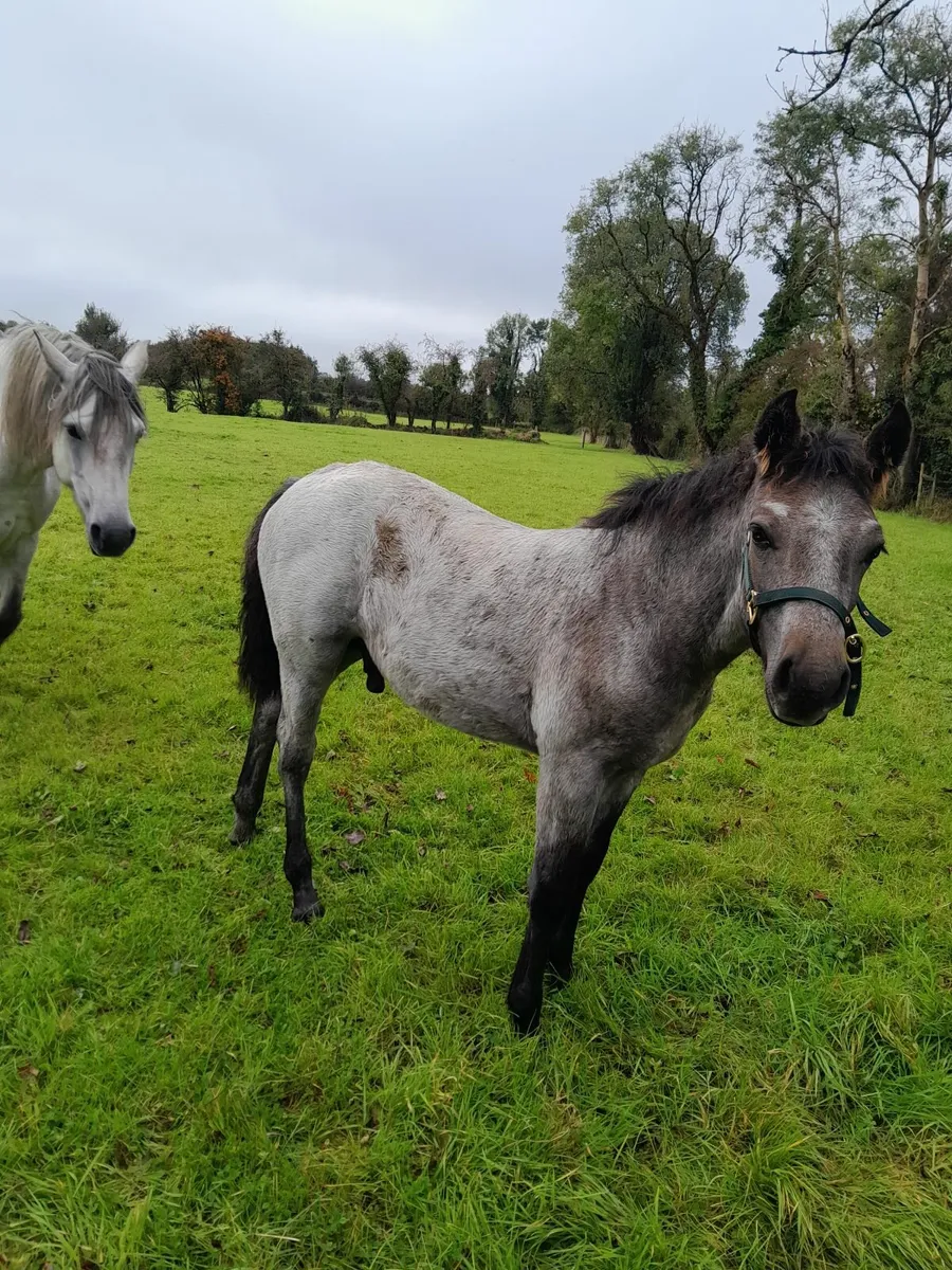 connamara foals for sale - Image 2