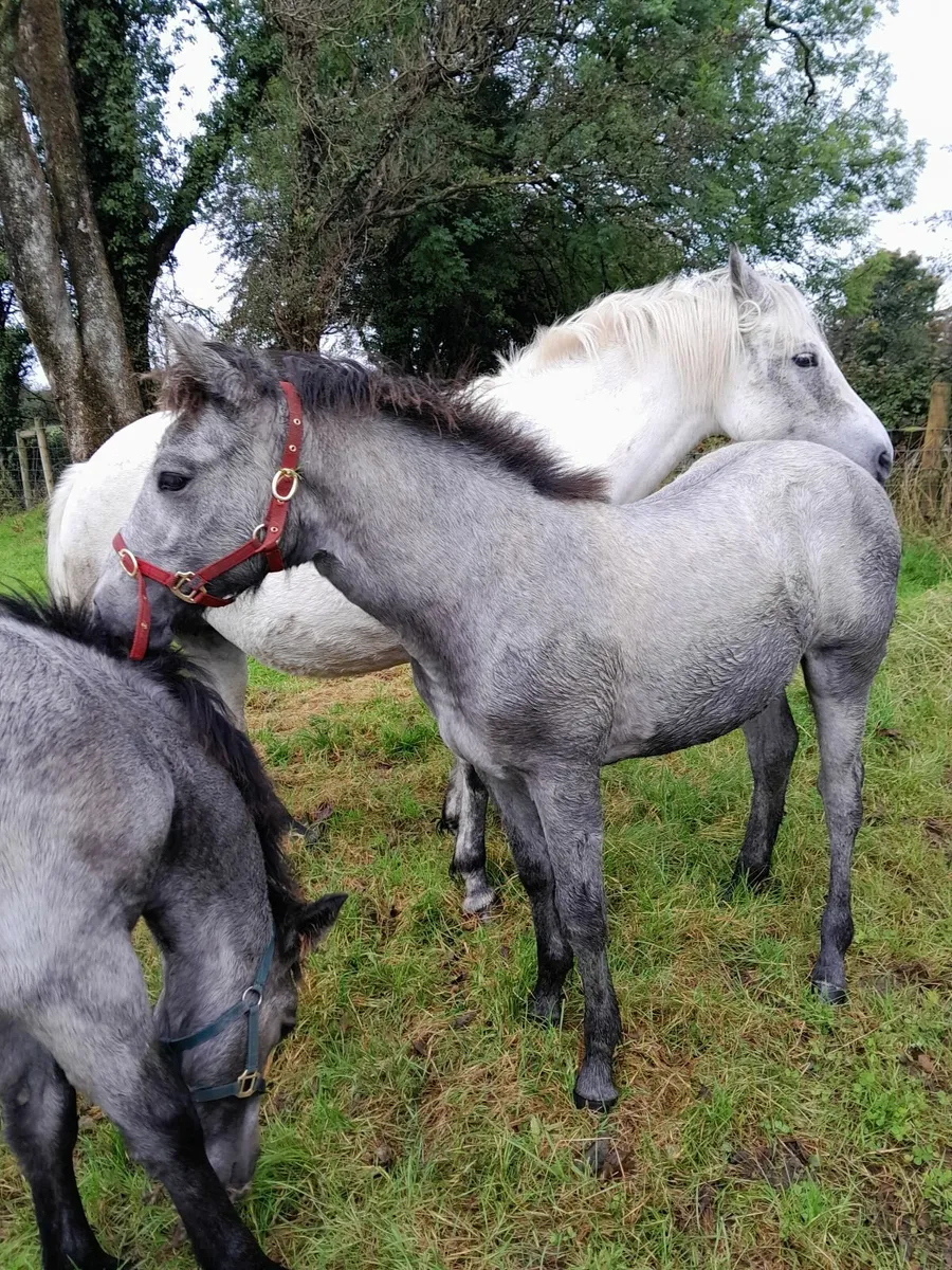 connamara foals for sale - Image 3