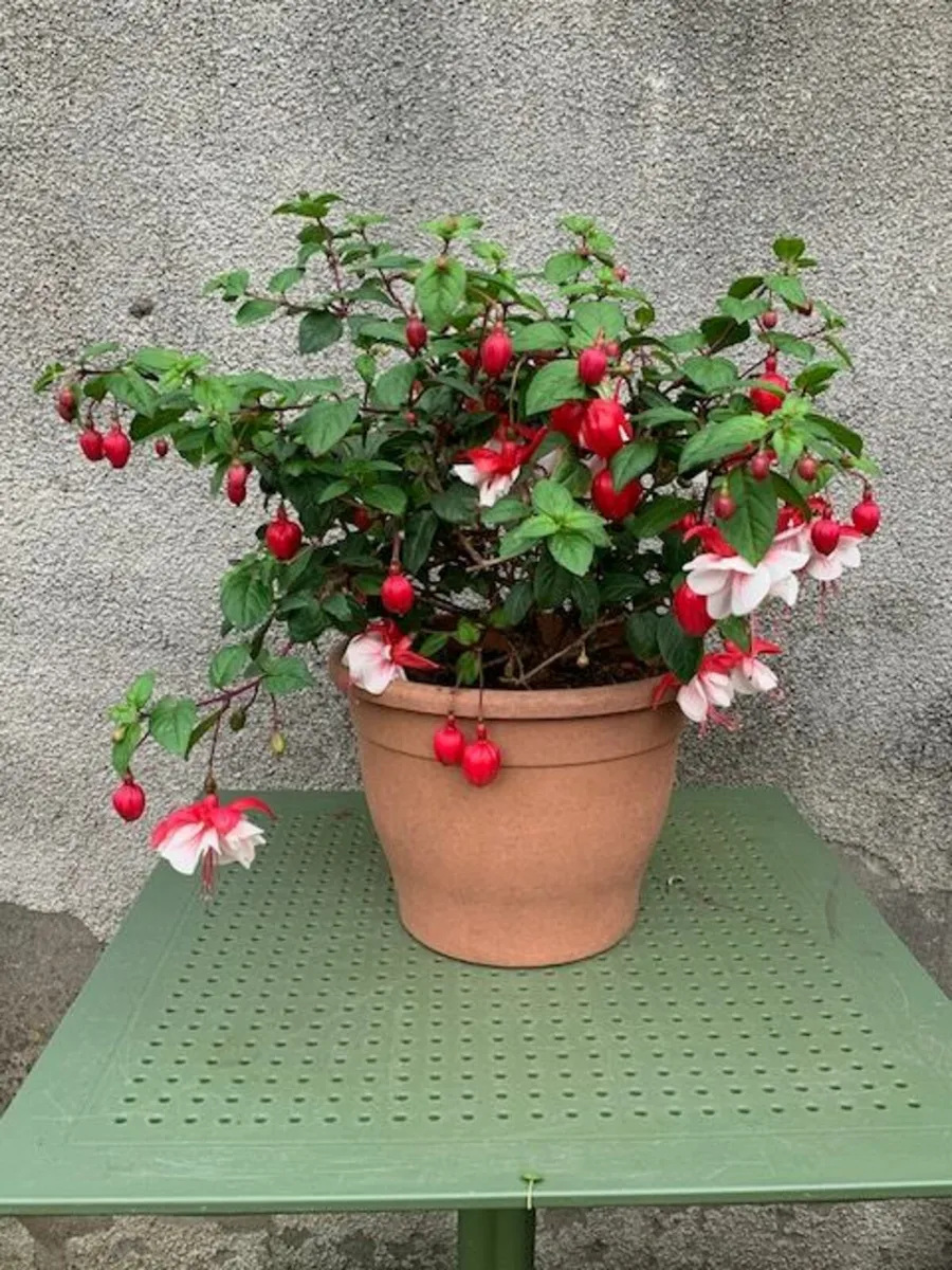 Large red on white Fuchsia - Image 1