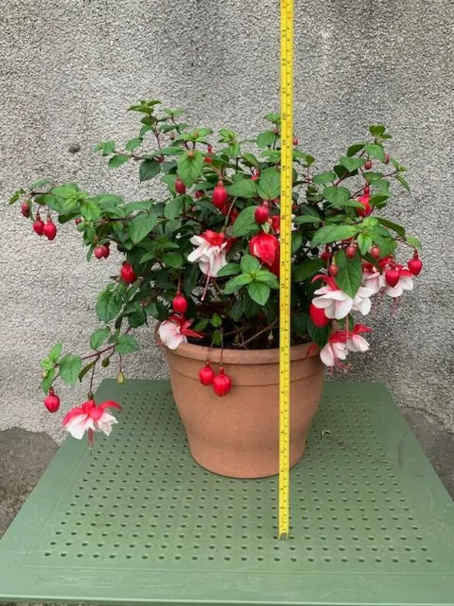 Large red on white Fuchsia - Image 2