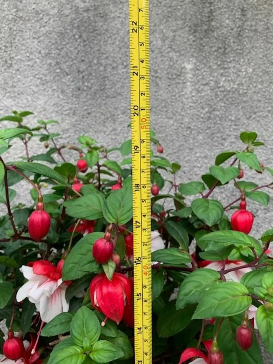 Large red on white Fuchsia - Image 3