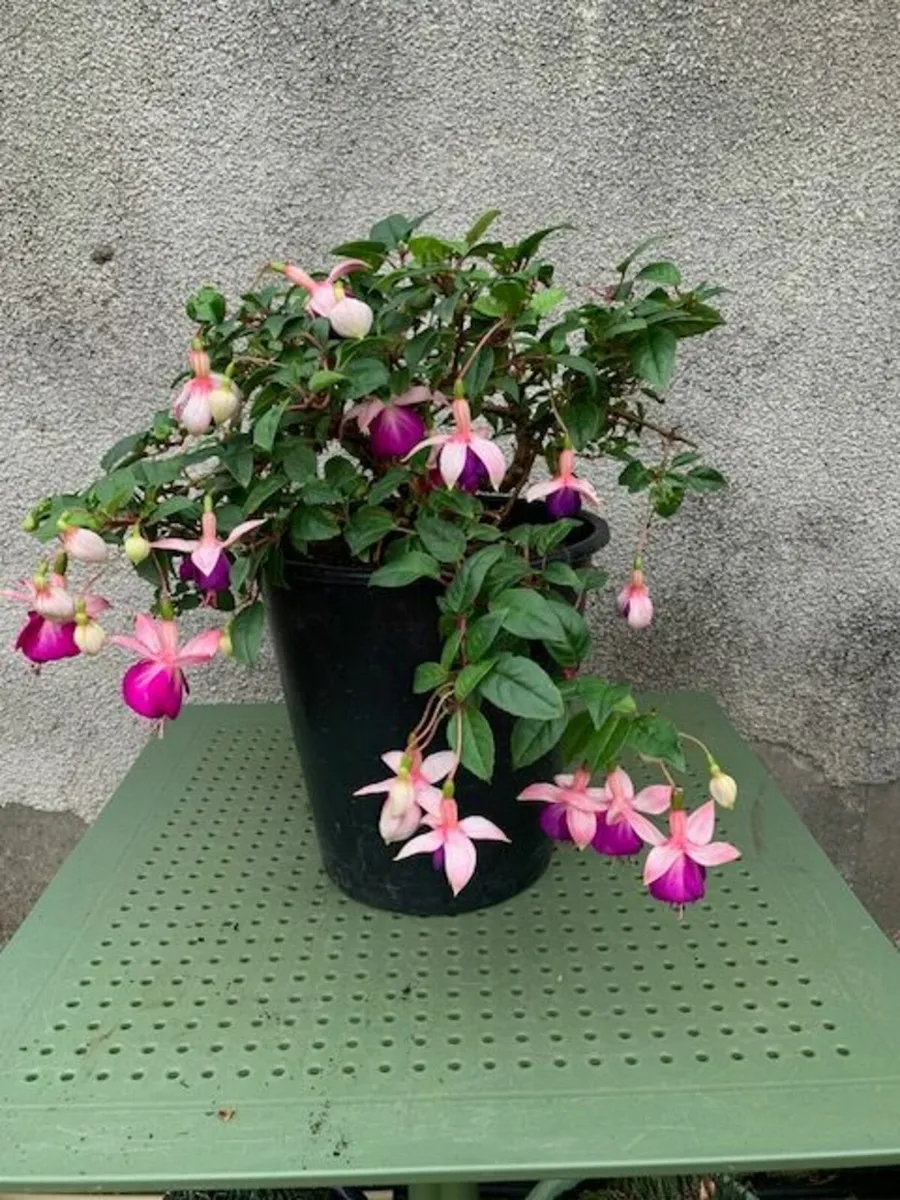 Large Fuchsia cream over purple - Image 1