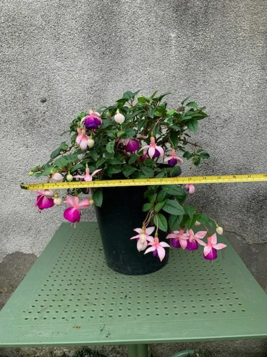 Large Fuchsia cream over purple - Image 2