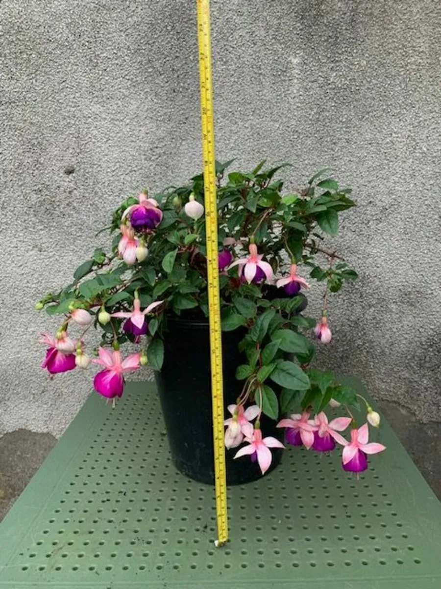 Large Fuchsia cream over purple - Image 3