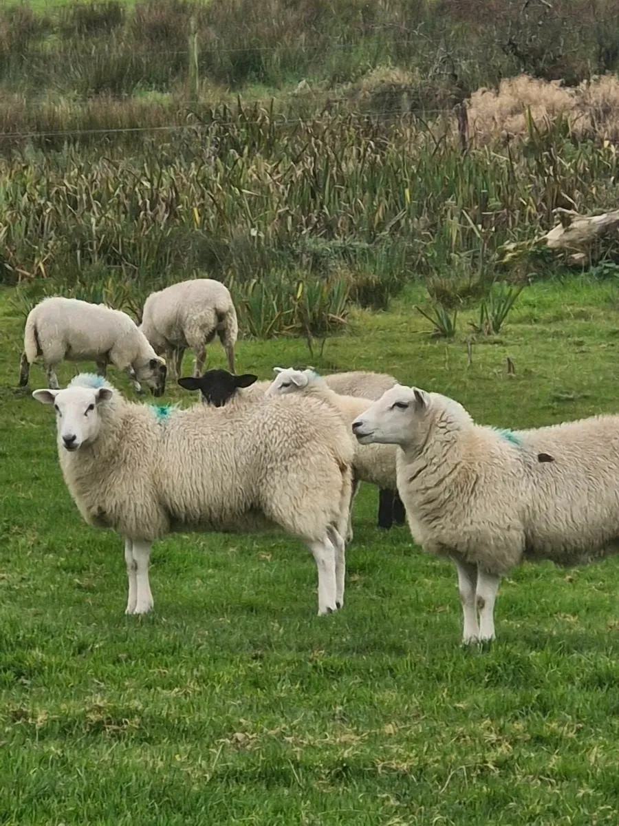 Ewe lambs - Image 1