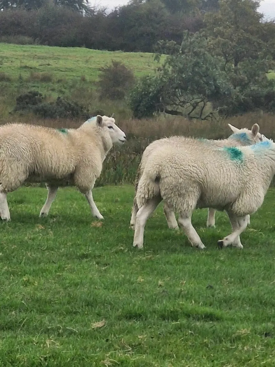 Ewe lambs - Image 2