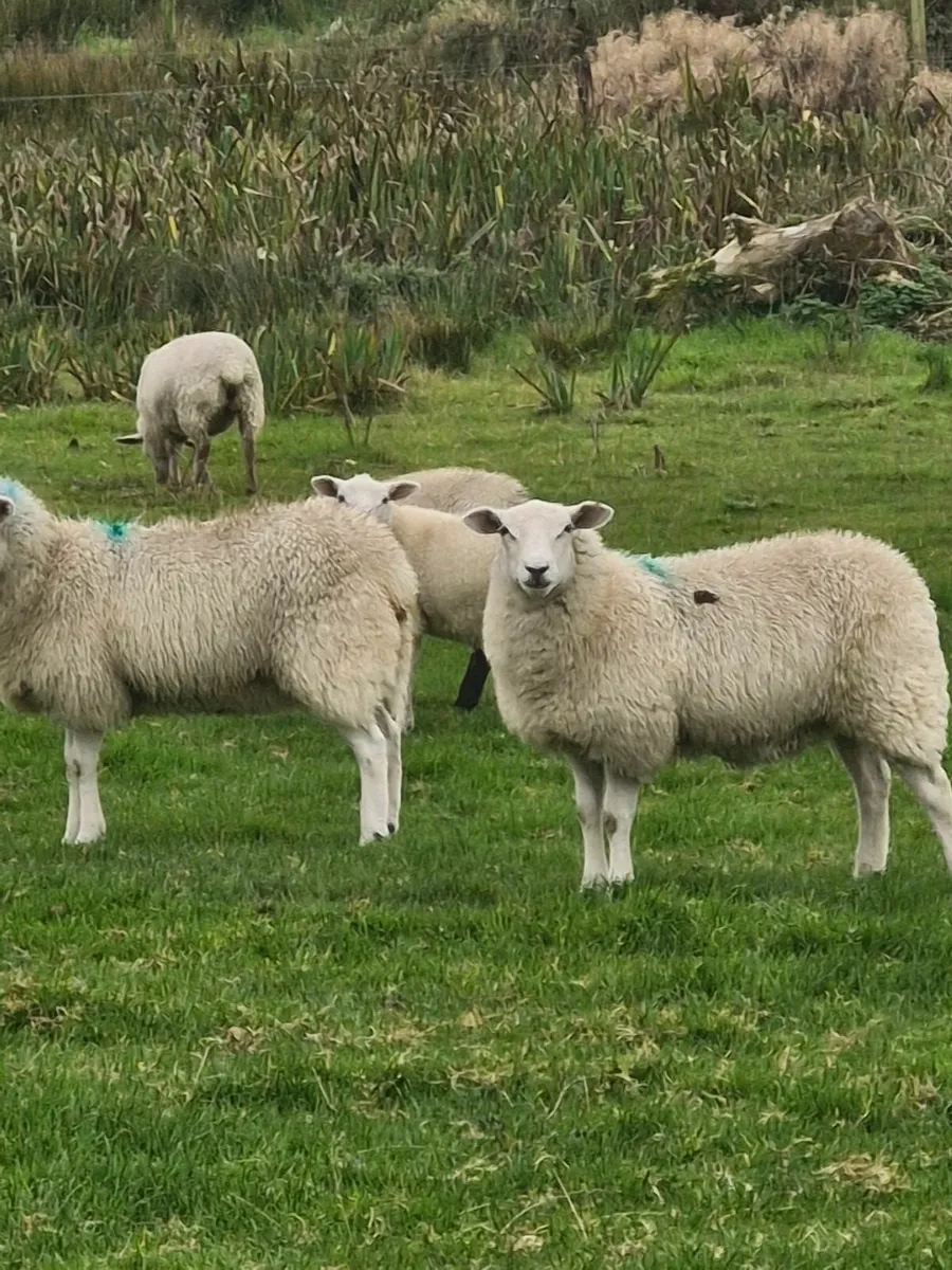 Ewe lambs - Image 3