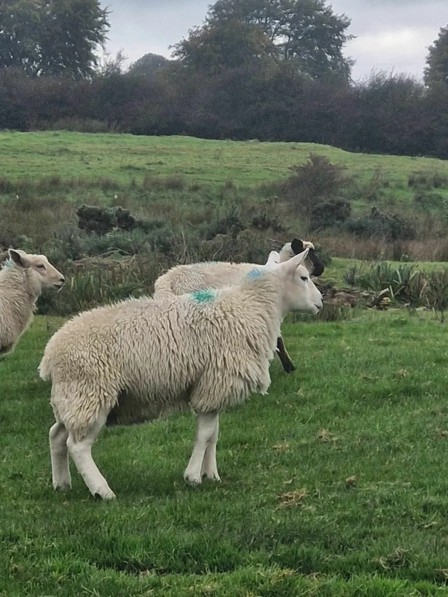 Ewe lambs - Image 4