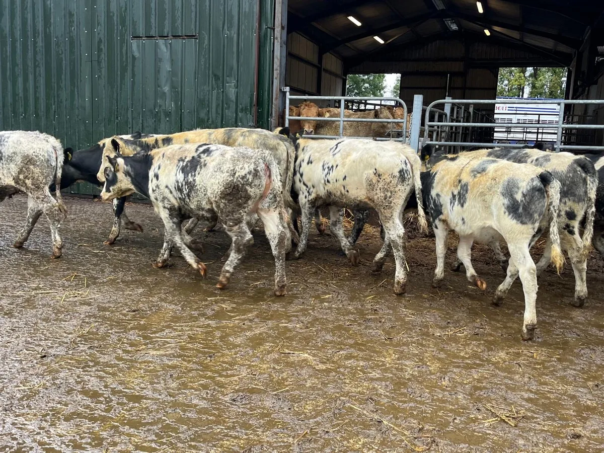 10 super 260 kg Belgian blue heifers - Image 1