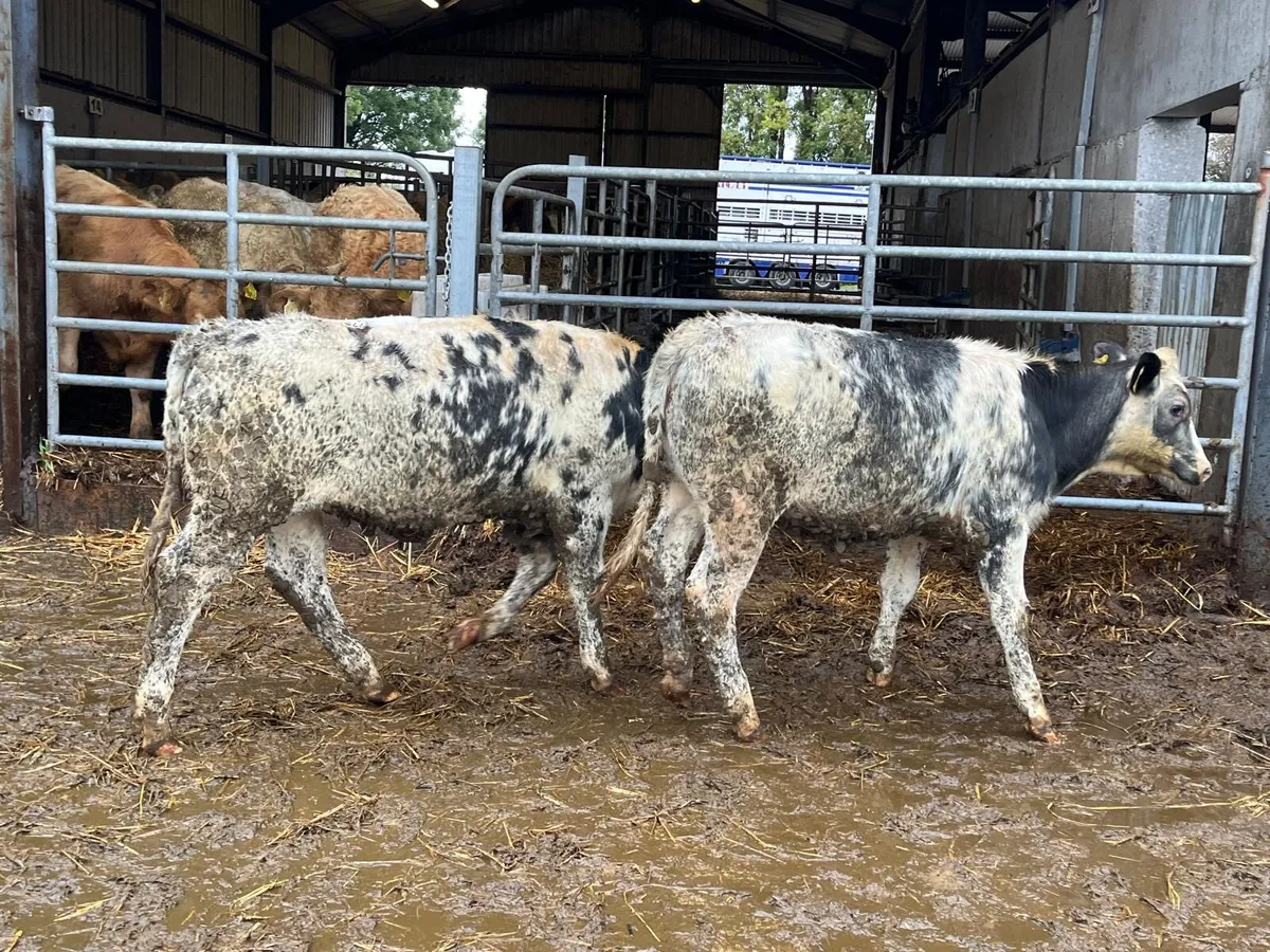 10 super 260 kg Belgian blue heifers - Image 2
