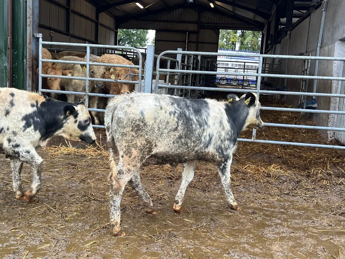 10 super 260 kg Belgian blue heifers - Image 3