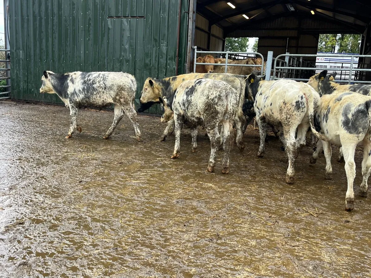 10 super 260 kg Belgian blue heifers - Image 4
