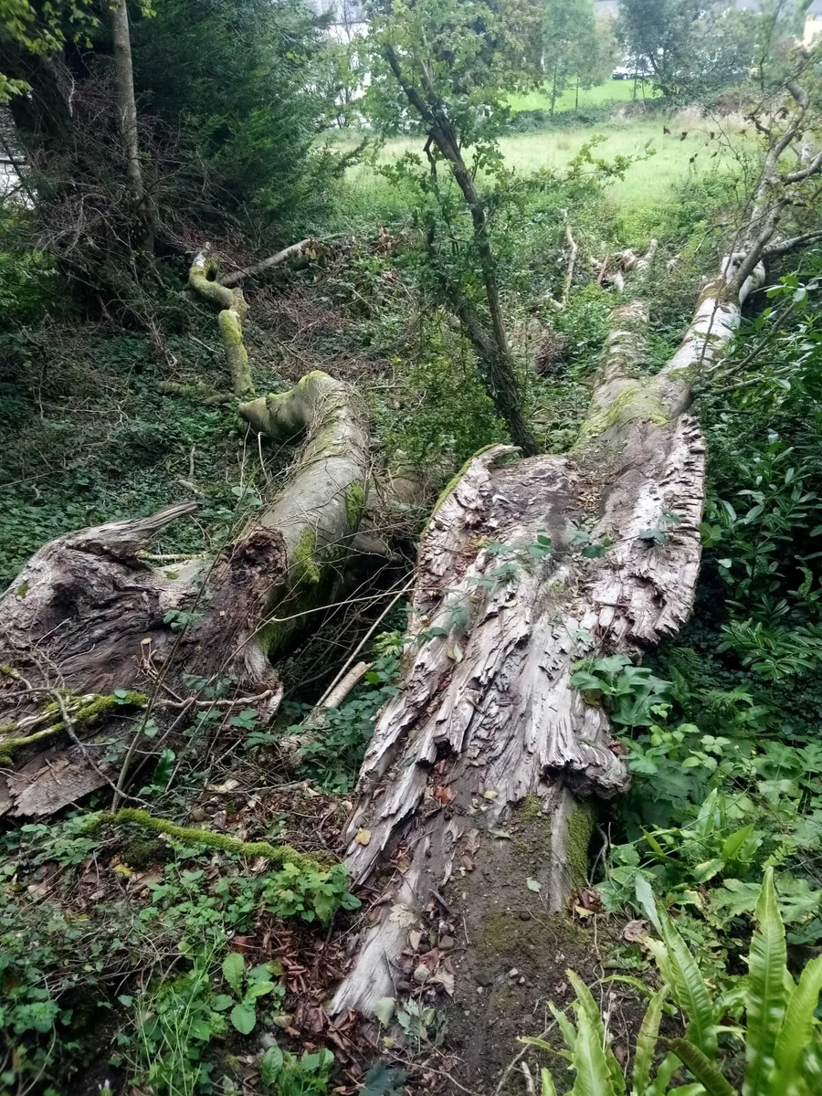 2 Large fallen Beech trees for sale - Image 1