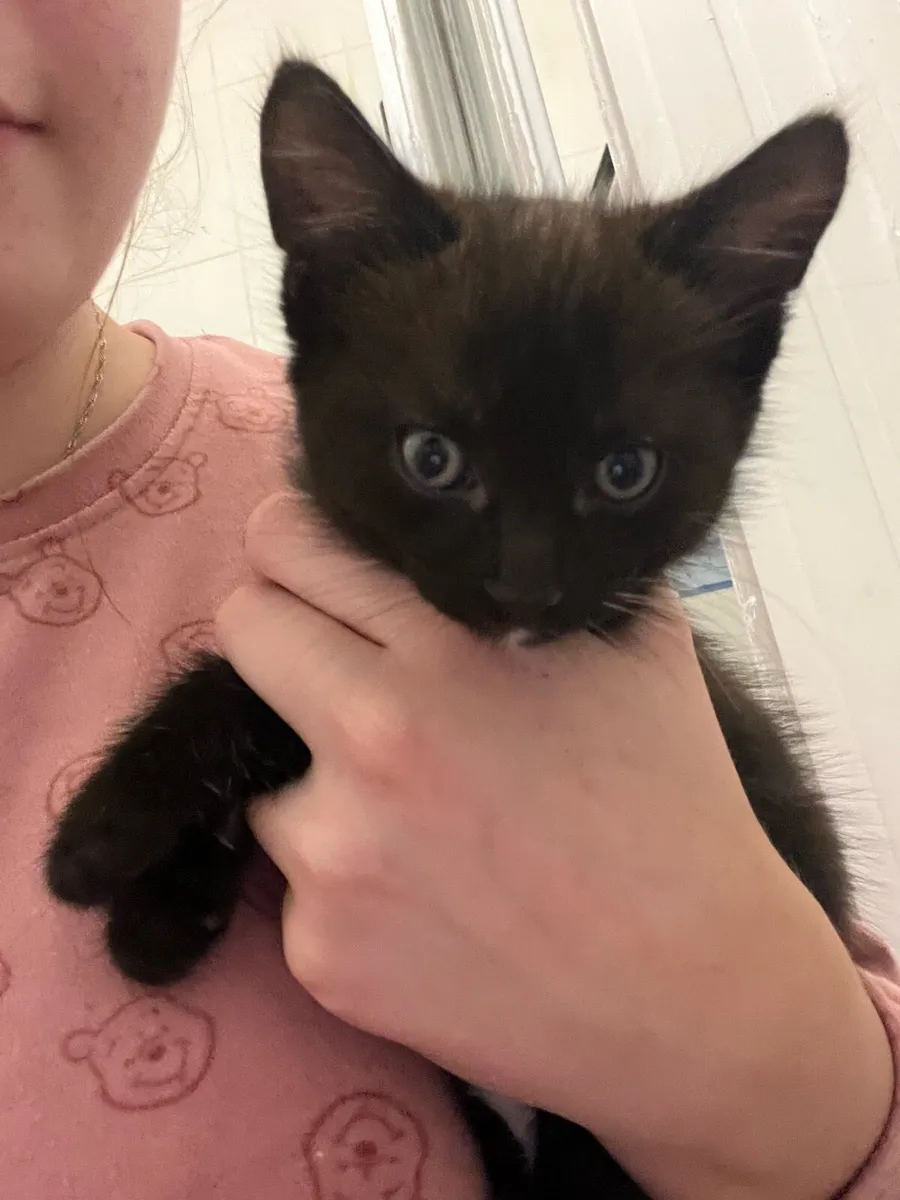 Kitten - Image 1