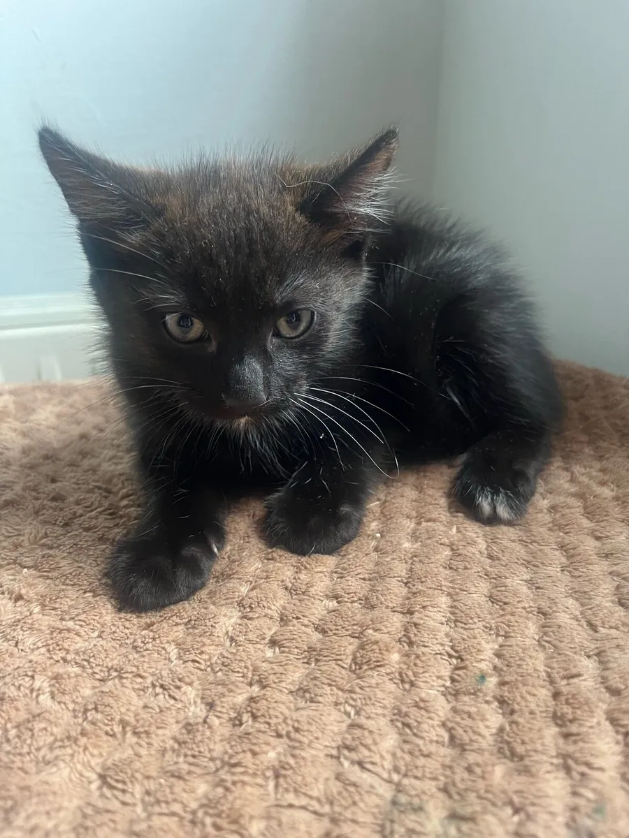 Kitten - Image 2