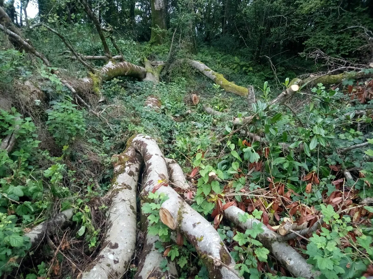 2 Large fallen Beech trees for sale - Image 2
