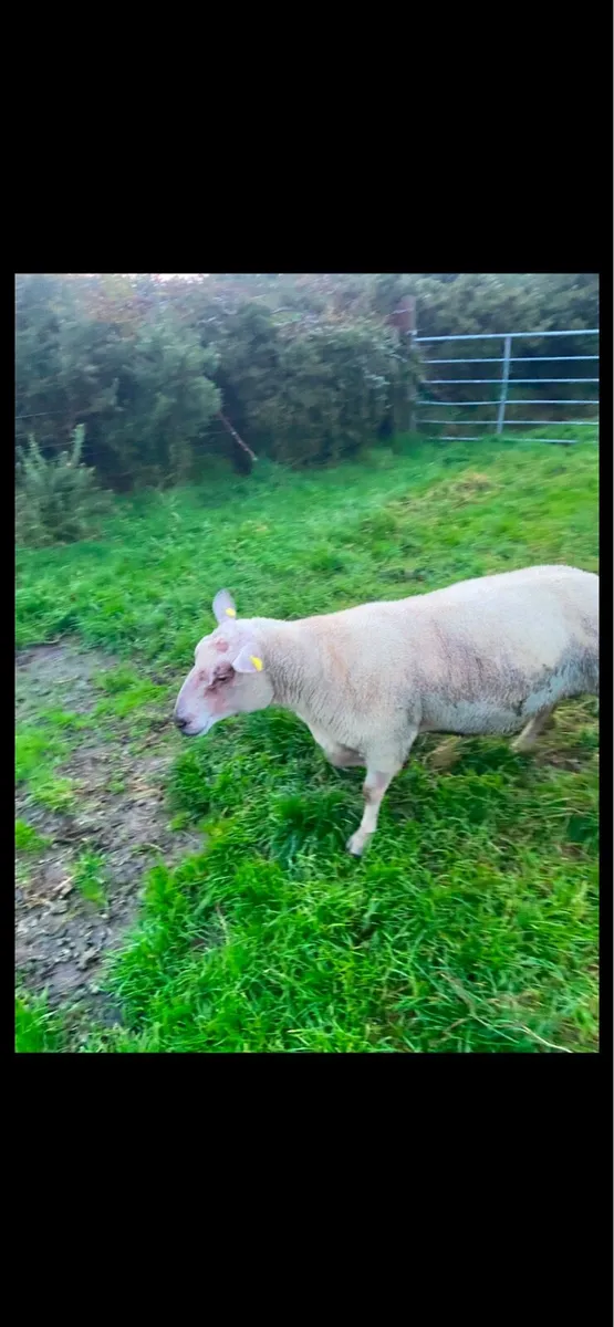 Sheep - Image 1