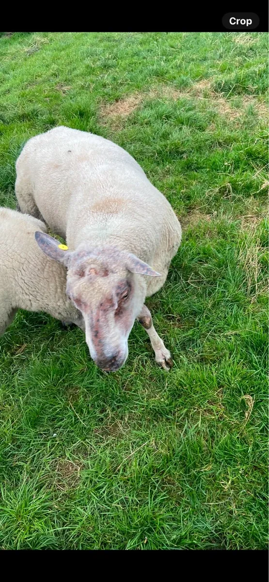 Sheep - Image 2