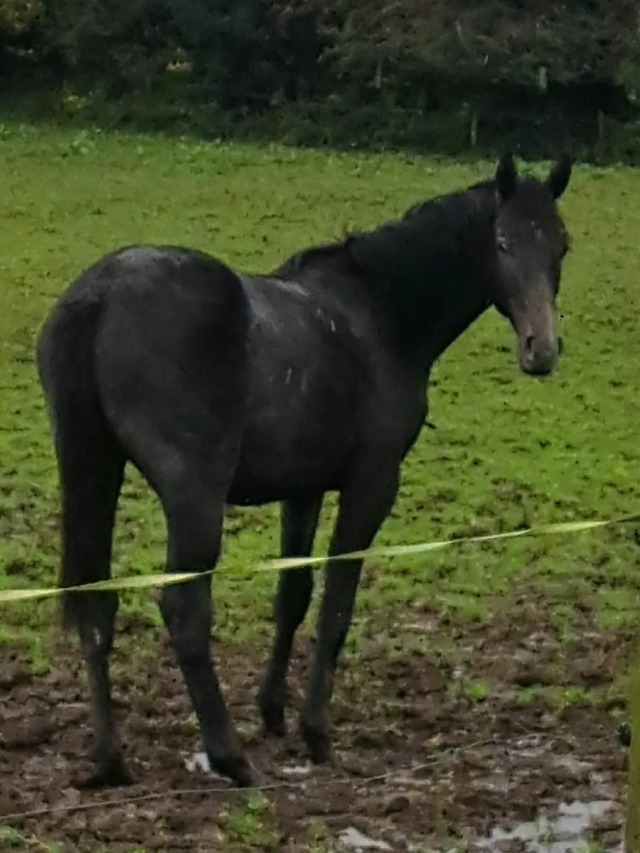 Yearling cruising colts - Image 1
