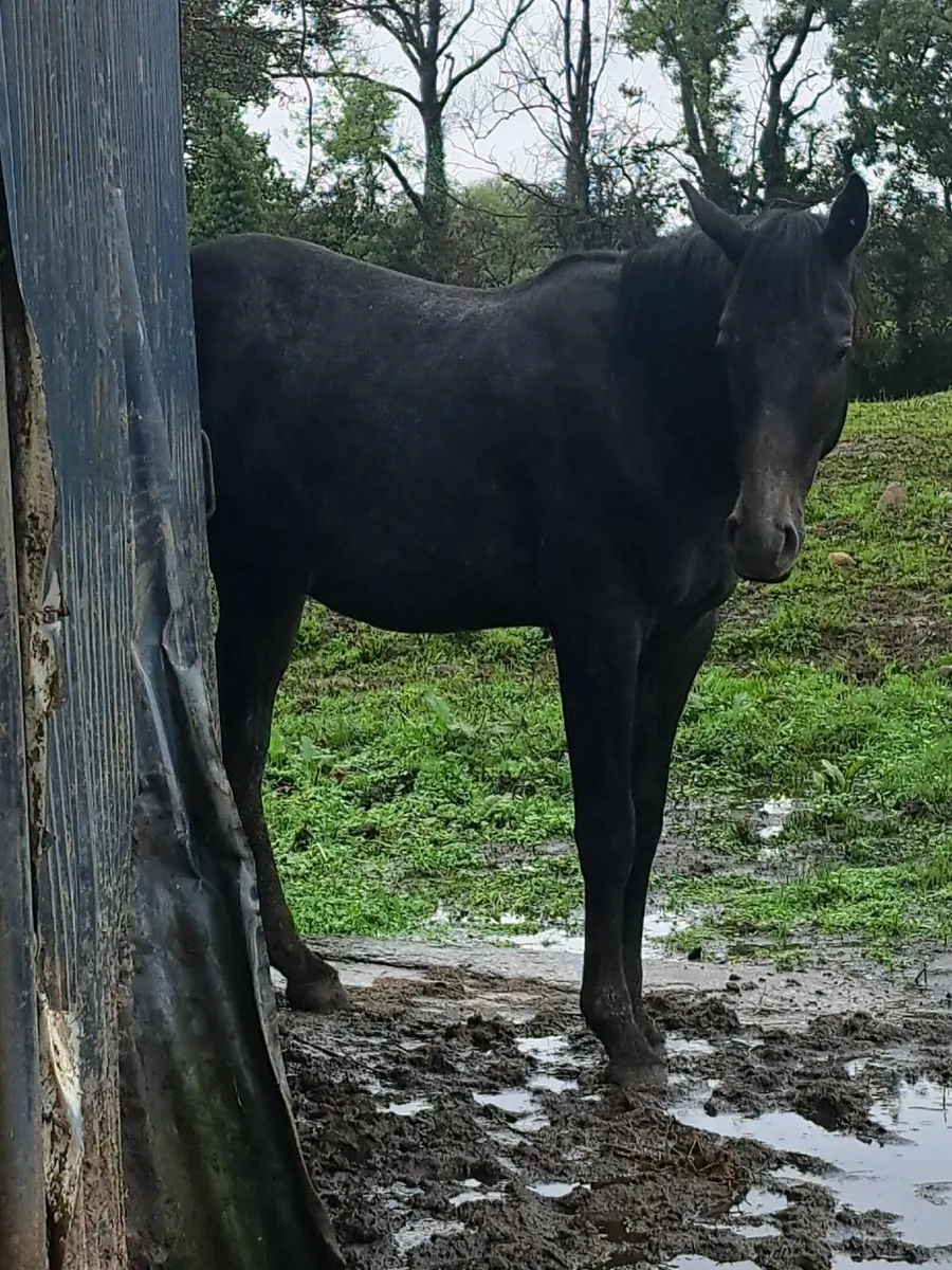 Yearling cruising colts - Image 2