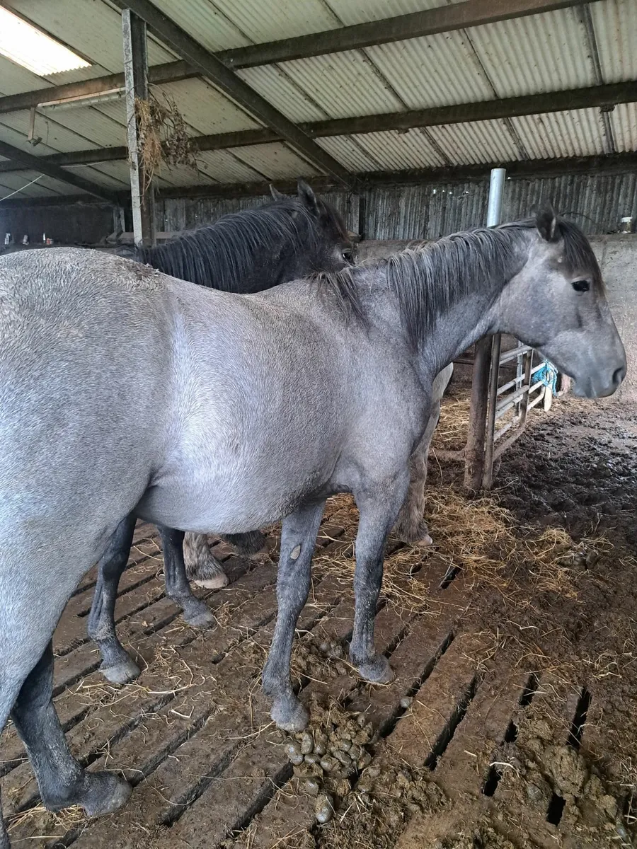 Yearling cruising colts - Image 3