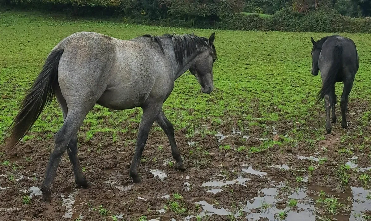 Yearling cruising colts - Image 4